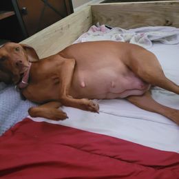 Ann - Vizsla