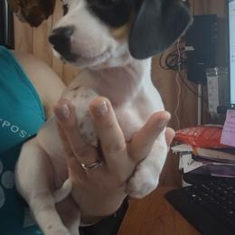 Dachshund and Poodle Puppies from Norman's Mini doxies