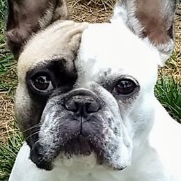 French Bulldogs from TLH French Bulldogs