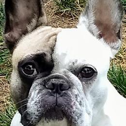 French Bulldogs from TLH French Bulldogs