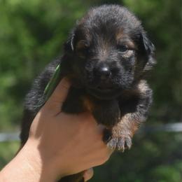 Green collar male - Sable male German Shepherd puppy in Marianna, Florida from Haus M Godwin