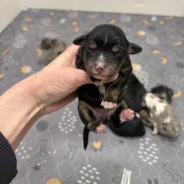 Girl 4 - Black tri-color female Aussiedoodle puppy in Heber City, Utah from Junipersdoodles