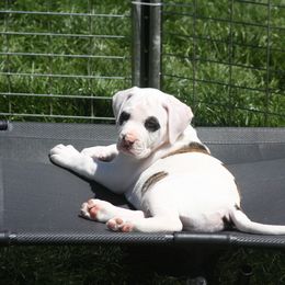 American Bulldog Puppies from Ferocia Kennels