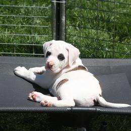 American Bulldog Puppies from Ferocia Kennels