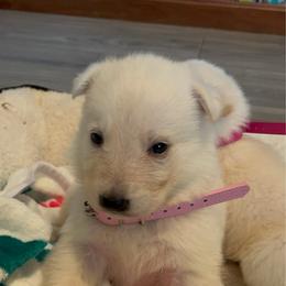 Snow White - White female German Shepherd puppy in Yuba City, California from Barton’s German Shepherds