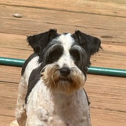 Elise - Parti female Miniature Schnauzer puppy in Hull, Georgia from Ardent Miniature Schnauzers of Athens