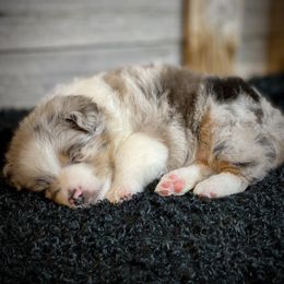 Toy Australian Shepherd Puppies from Roses Halfpint Ranch