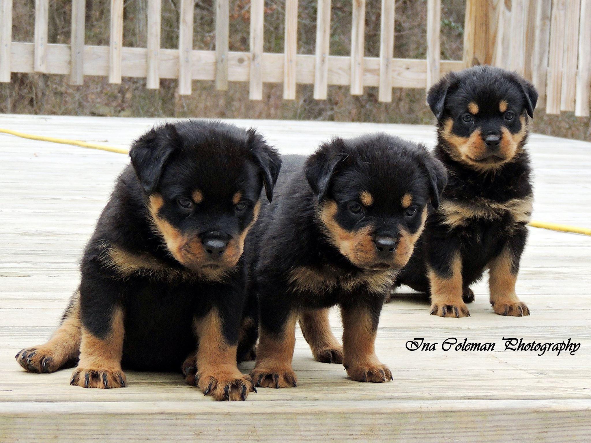Weindorff Rottweilers Vom Heldenhaft Rottweilers in Virginia | Rottweiler puppies | Good Dog