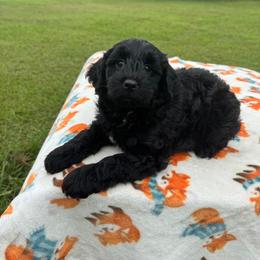 Blue Mini - Black male Goldendoodle puppy in Millville, New Jersey from Michelle's Doodles
