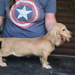Mandy - Cream female Dachshund puppy in Huntingdon, Pennsylvania from Leila Ferrucci