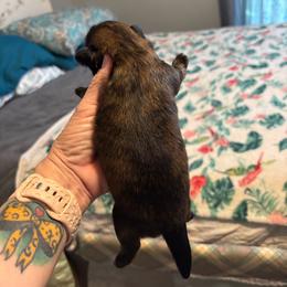 Red collar - Brindle male Shih Tzu puppy in Ethel, Mississippi from The Dog House