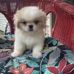Pekingese, Poodle, and Shih Tzu Puppies from Happy puppies