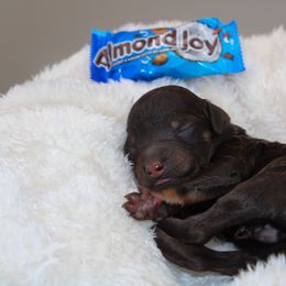 Almond Joy - Phantom male Poodle puppy in Mount Sterling, Kentucky from Curly Country Poodles