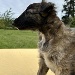 Silken Windhound Puppies from Luminous Silken Windhounds