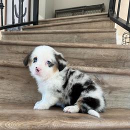 Brooks - Blue merle and white male American Corgi puppy in Pahrump, Nevada from Desert Sunset Corgis