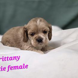 Brittany pink female - Buff female Cocker Spaniel puppy in Bonsall, California from CuttinBlue Farms