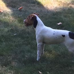 Jack Russell Terriers from Heart and Soul Jack Russells