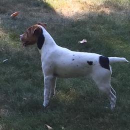 Jack Russell Terriers from Heart and Soul Jack Russells