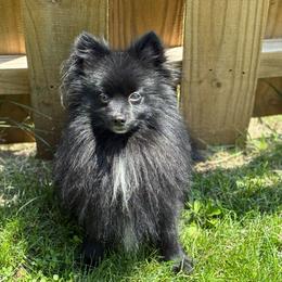 Mickey - Pomeranian