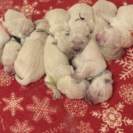 Boy 2 - Light golden male Golden Retriever puppy in East Hartford, Connecticut from Cherry Hollow Goldens