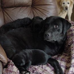 Labrador Retriever Puppies from Sommit Labradors
