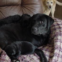 Labrador Retriever Puppies from Sommit Labradors