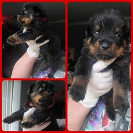 Rottweiler Puppies from Panhandle Rottweilers
