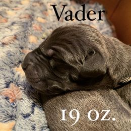 Great Dane Puppies from Taylor's Tails of Joy