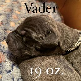 Great Dane Puppies from Taylor's Tails of Joy