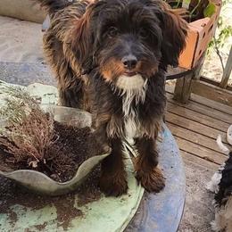 Sushi - Cockapoo