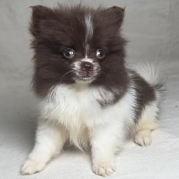 Tootsie (sweet girl) - Chocolate parti female Pomeranian puppy in Hughes Springs, Texas from Hughes Springs Tx Poms