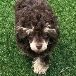 Apsen - Poodle