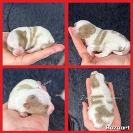 Jinu - Blue merle male Pomeranian puppy in Saint Ignatius, Montana from Pomeranians Montana