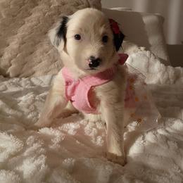 Spot border Collie Australian mix - White and blue merle female Border Collie puppy in Paradise, California from Richview Shihtzu