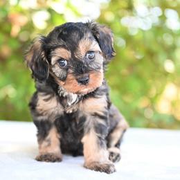 Jacob - Sable male Cavapoo puppy in Lawton, Oklahoma from Lindsey’s Cavies