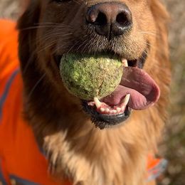 Brittanys and Golden Retrievers from Our Golden Adventures