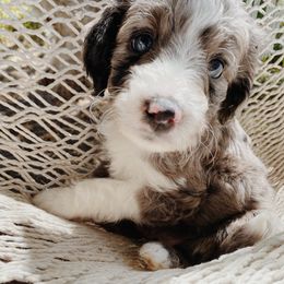 Brook - Aussiedoodle puppy in Viola, Idaho from LaFarm Doodles