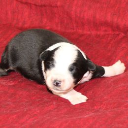 Hickory - Black tri male Miniature Australian Shepherd puppy in Lufkin, Texas from Texas Lil Cowdogs