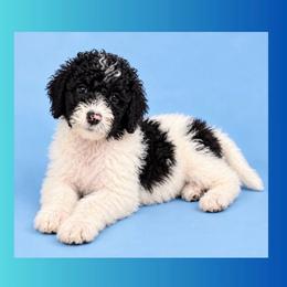 Fig - Parti male Goldendoodle puppy in Sterling, Connecticut from Justine’s Retrievers and Doodles, LLC