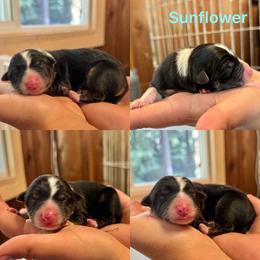 Sunflower - Tri-color male Border Collie puppy in Santa Cruz, California from Von Guadachi German Shepherds & Audacity Border Collies