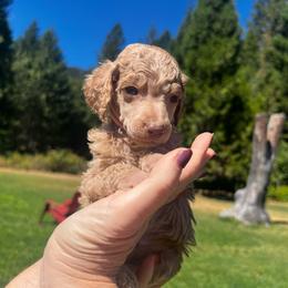 Maggie - Apricot female Poodle puppy in Wolf Creek, Oregon from Dejah Bleu Kennels