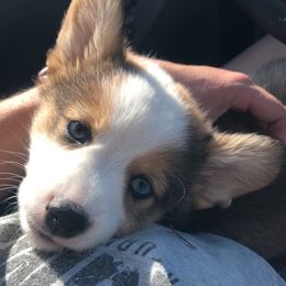 Pembroke Welsh Corgi Puppies from Loves Classic Corgis