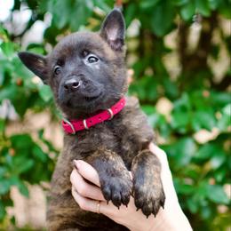Rose - Gold brindle female Dutch Shepherd puppy in Auburn, Georgia from Faberge Hollandse Herdershond