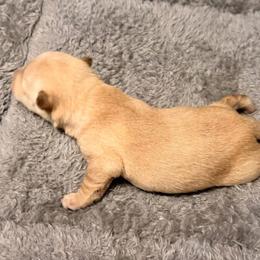 Red Wheaton female - Wheaten female Scottish Terrier puppy in Puyallup, Washington from Rainier Scotties