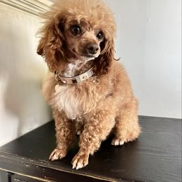 Bentley - Poodle