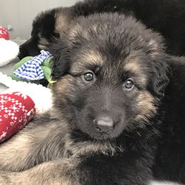 Shiloh Shepherd Puppies from Solace Shilohs