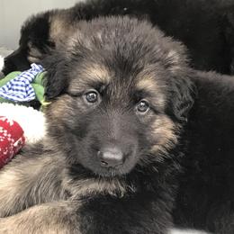 Shiloh Shepherd Puppies from Solace Shilohs