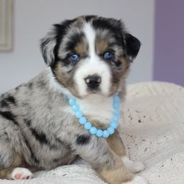Aussiedoodle Puppies from Crystal Ridge Doodles