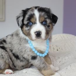 Aussiedoodle Puppies from Crystal Ridge Doodles
