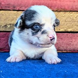 JonJon - Blue merle and white male American Corgi puppy in Shawnee, Oklahoma from Sunray Ranch